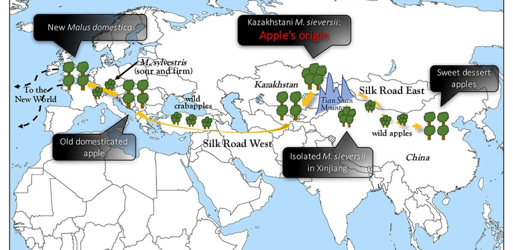 map of the journey of the apple
