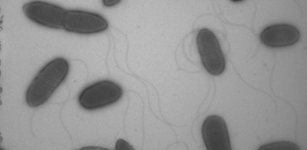 several proteobacteria 