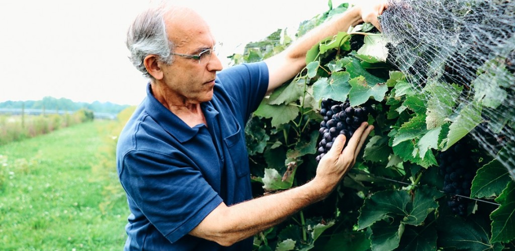 Bruce Reisch examines clusters of Everest Seedless in a research vineyard at Cornell AgriTech