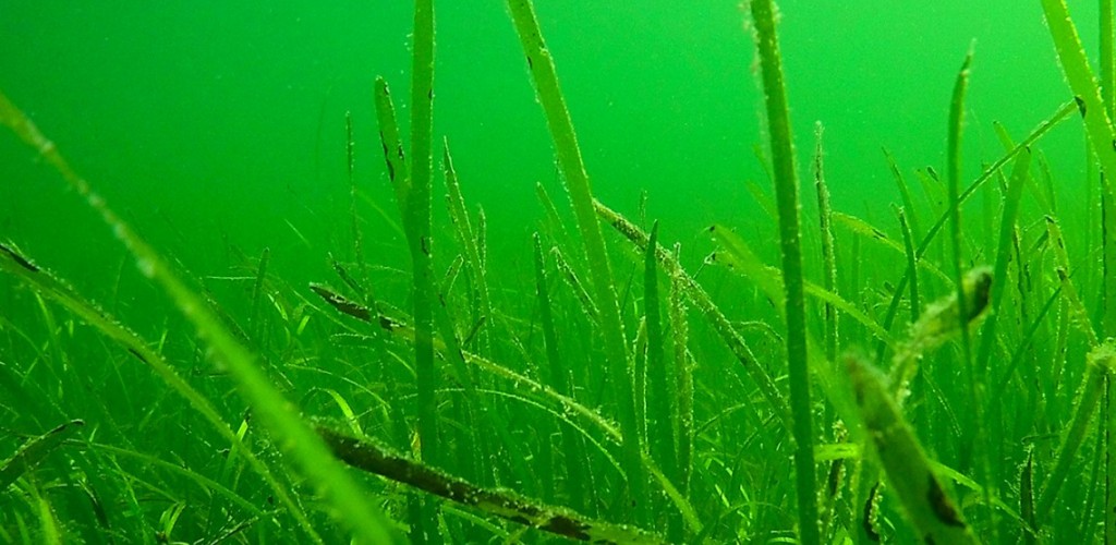 lesions on eelgrass in an underwater meadow