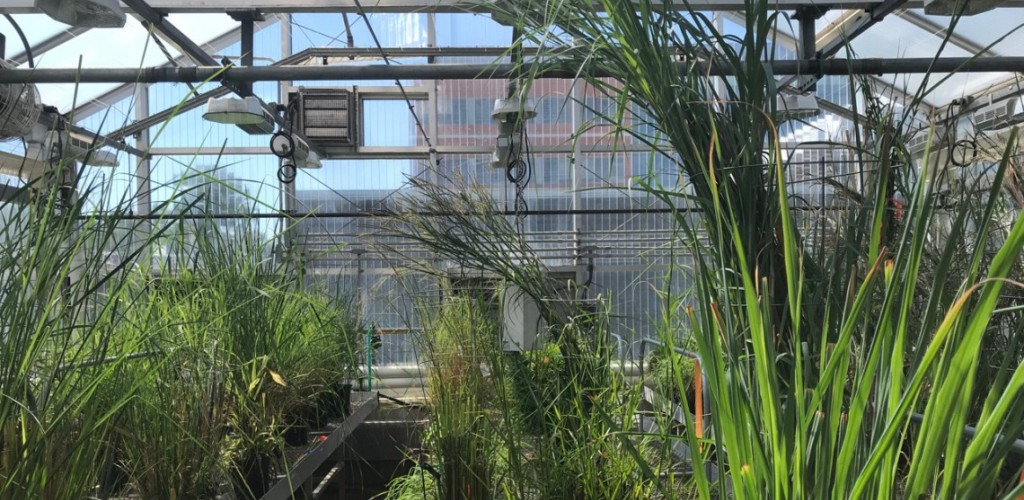 Plants inside a greenhouse
