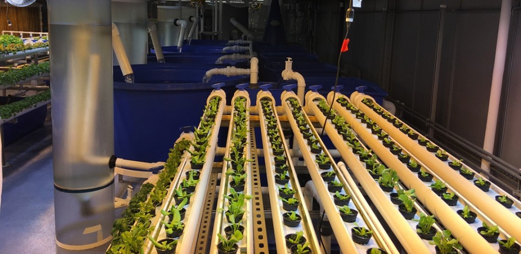 Rows of plants and tanks of water in rooftop greenhouse