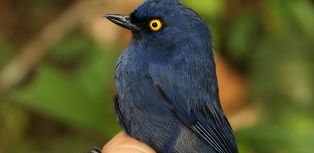 side profile of a Flowerpiercer bird