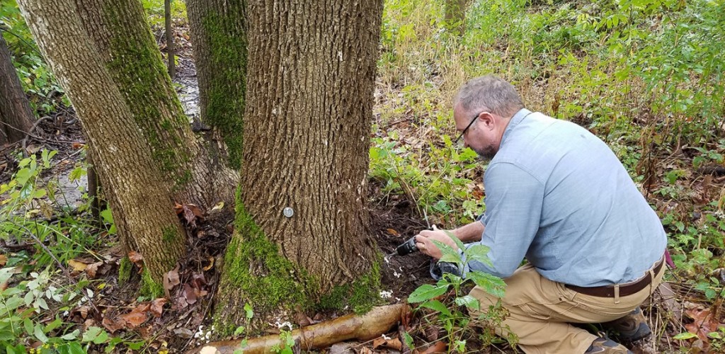Researcher examines tree