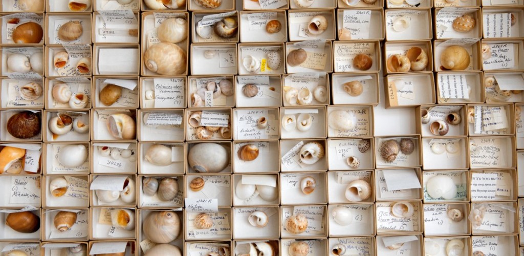 Collection of mollusk shells
