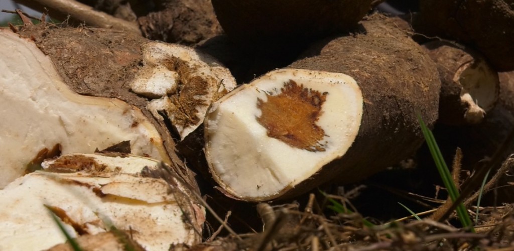 Root split open to show Cassava brown streak disease