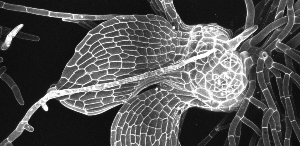 amorphous patterns of cell division