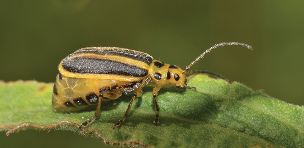 Leaf Beetle