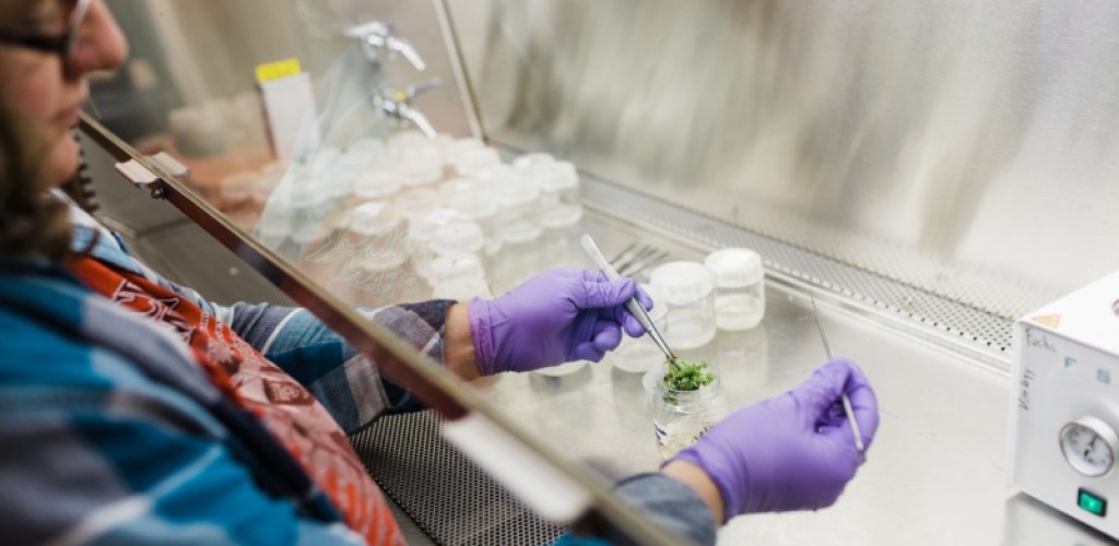Student working in a lab