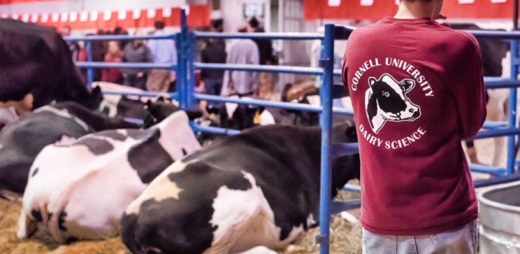 Diary Science student in cow barn
