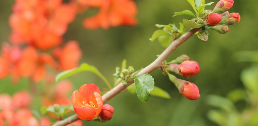 Cornell Botanic Gardens