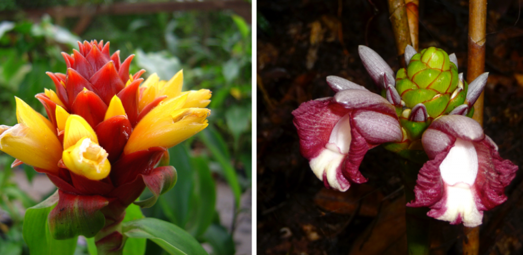 Costus curvibracteatus  and Costus maboumiensis