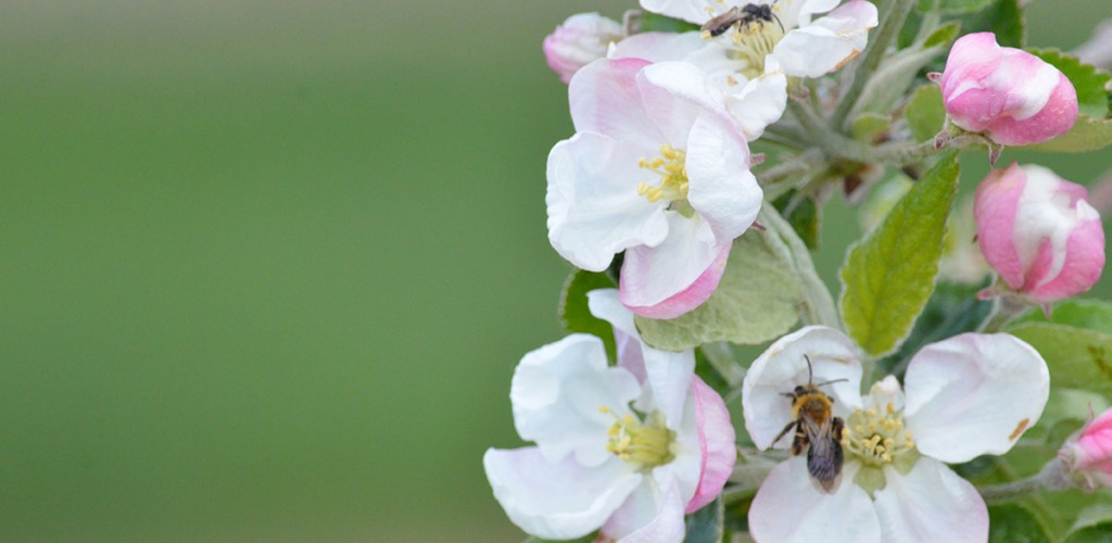 Bees on apple blossoms