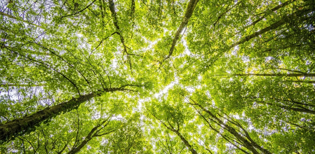 Ground-view of tree leaves