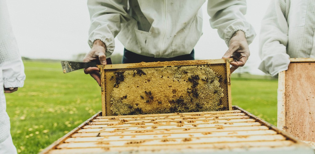 Beekeeper and a hive