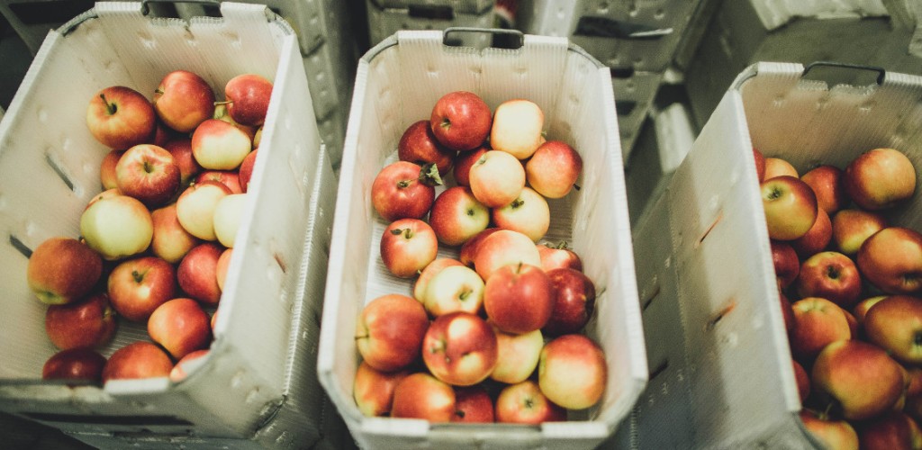 Apples at Cornell Orchards