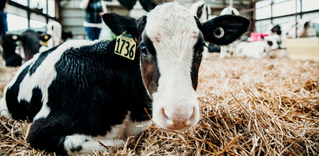Cow lying in hay