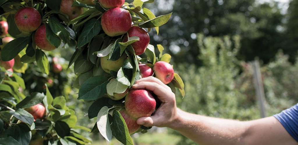Person picking apples from a branch
