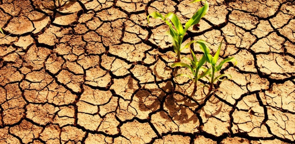 Drought with weeds growing