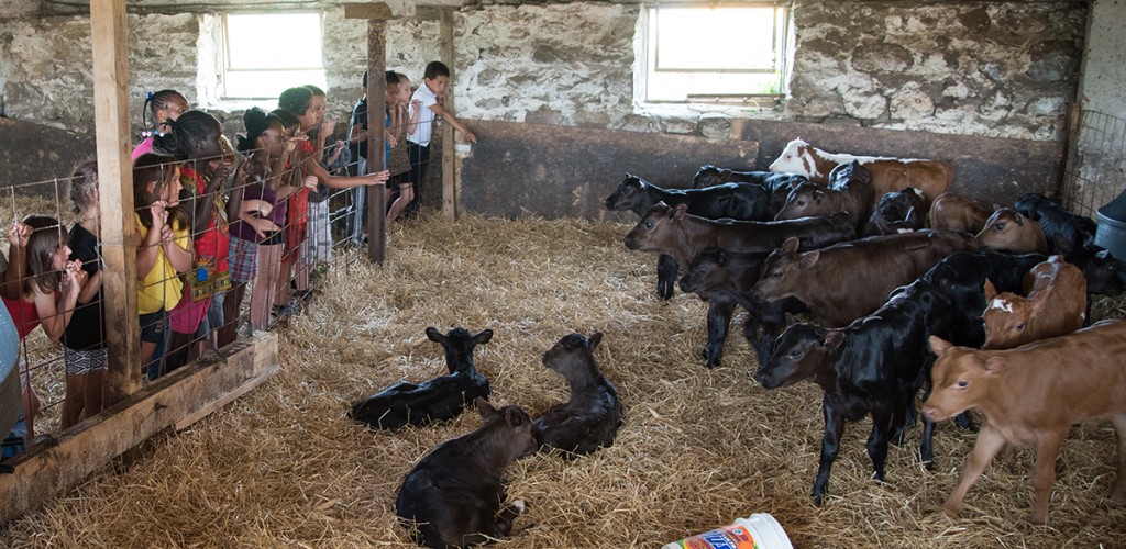 Students interact with baby calves