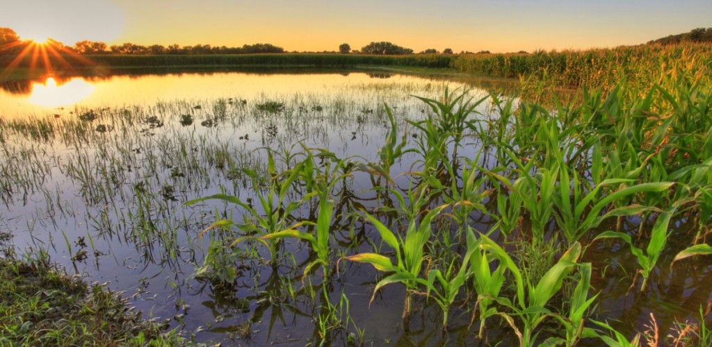A flooded corn field in New York