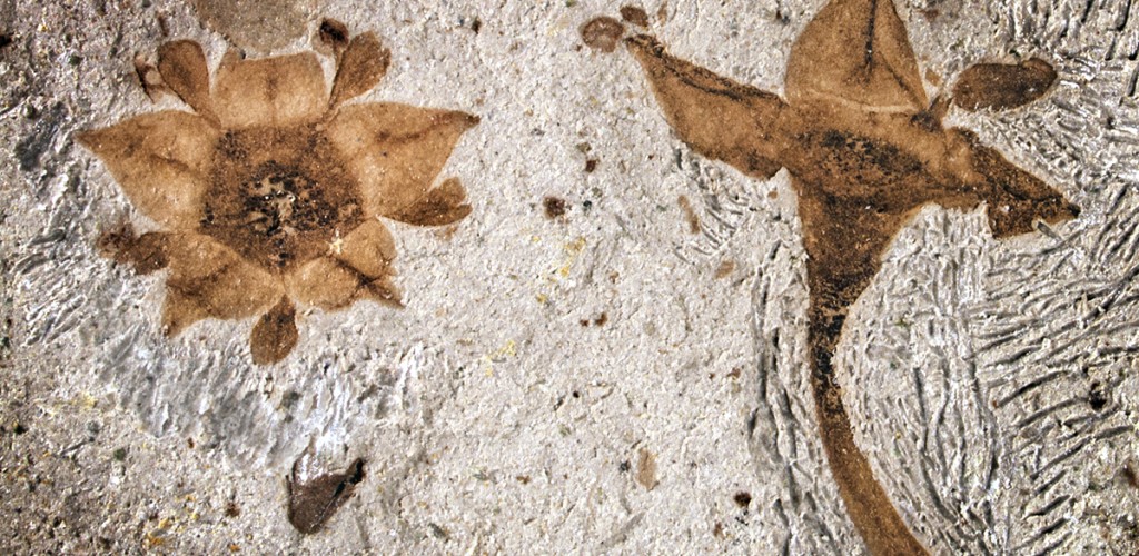 Two fossilized flowers