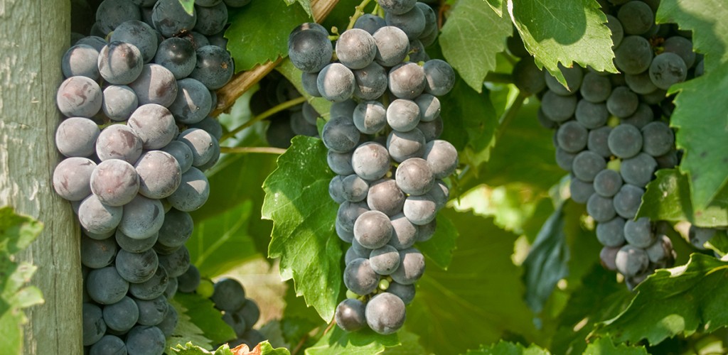grapes