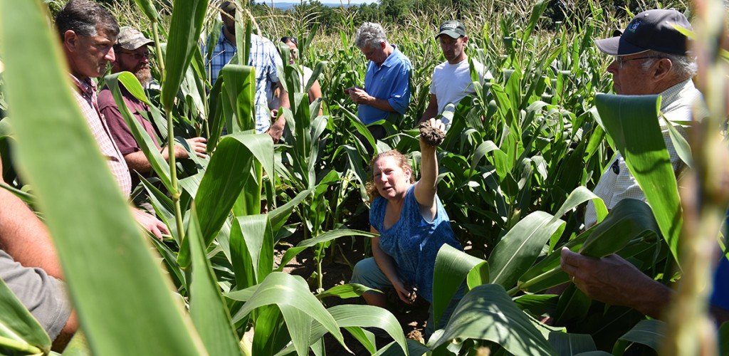 Researchers work in cornfield
