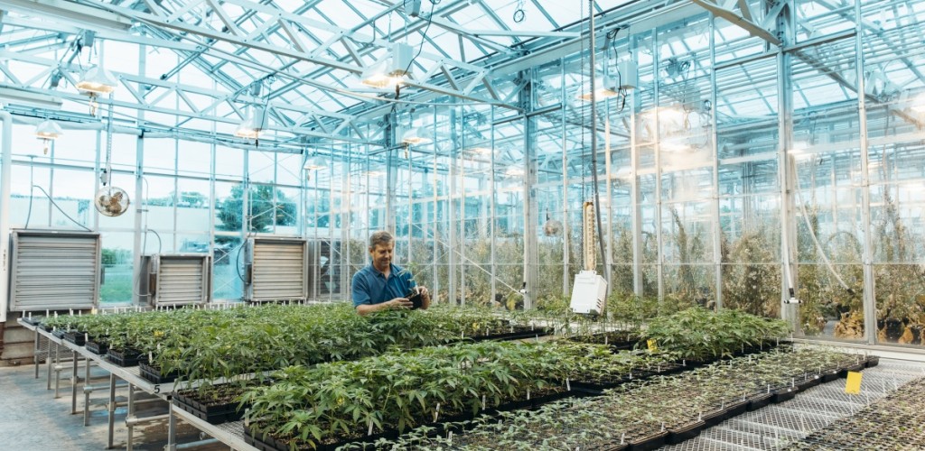 Professor Larry Smart examines industrial hemp growing in a Cornell AgriTech greenhouse