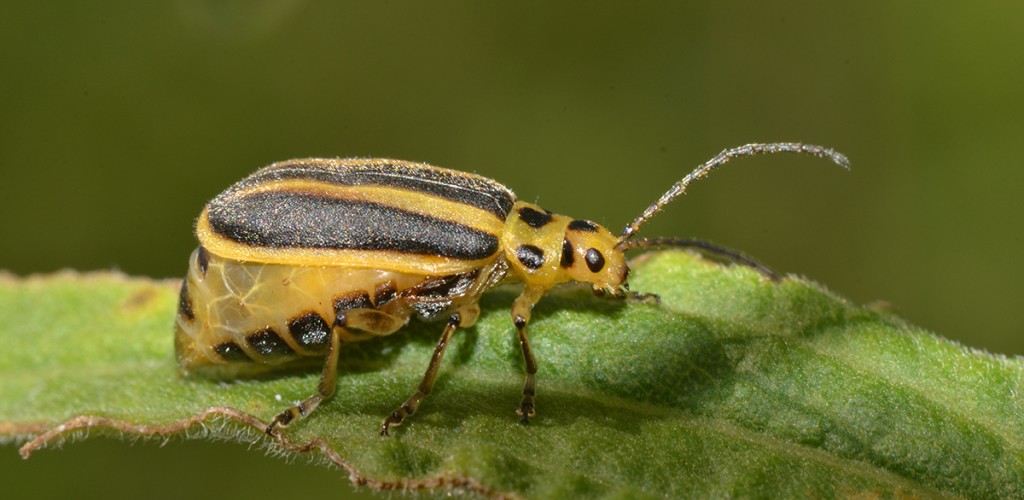 leaf beetle on a branch