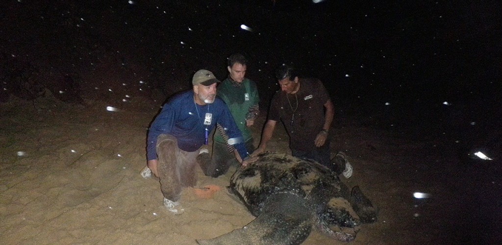 Researchers on a beach with a Leatherback Turtle