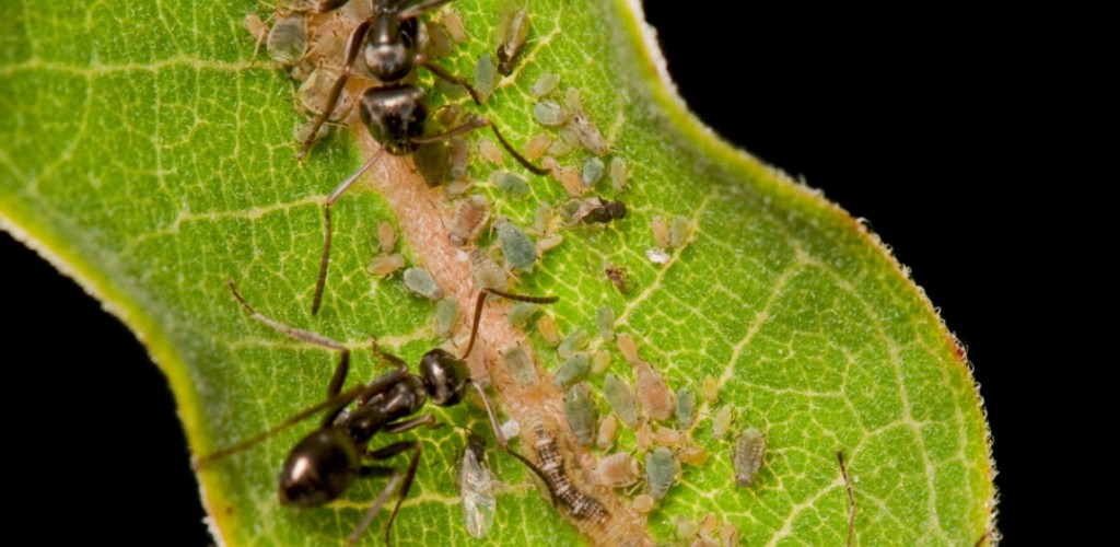 Ant's on milkweed leaf