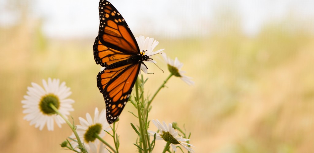 Monarch Butterfly on flower