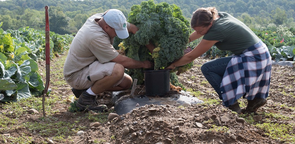 Two researchers work to relocate a kale plant