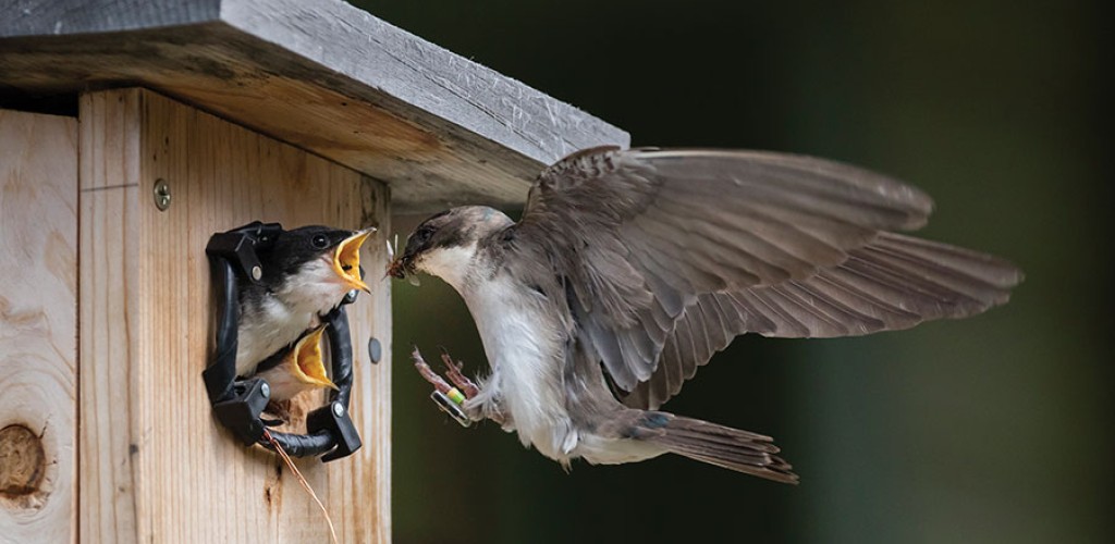 Bird flying into birdhouse