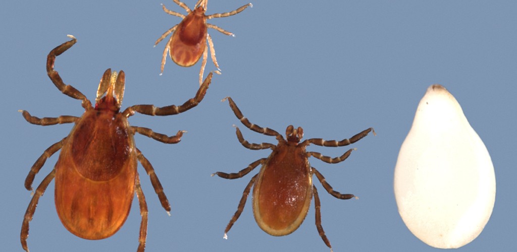 Black legged ticks next to sesame seed