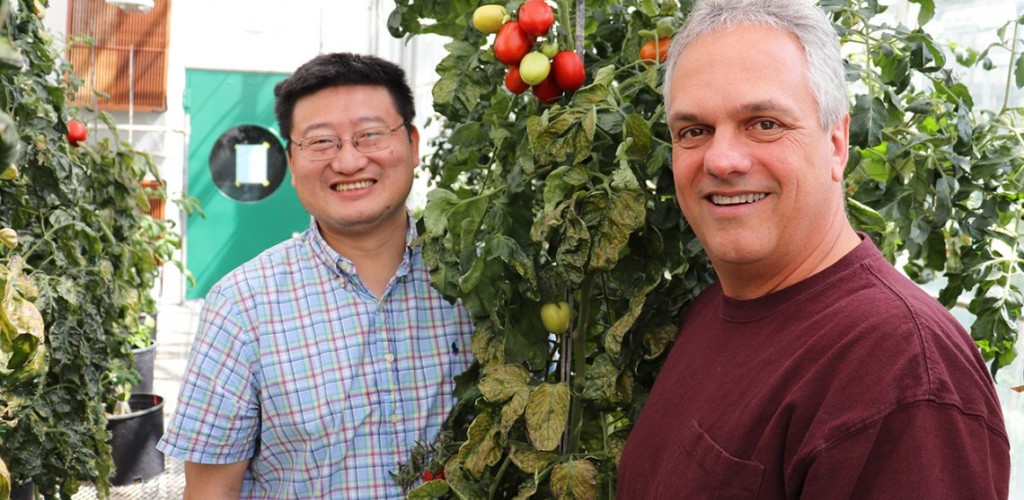 Zhangjun Fei and James Giovannoni stand with a tomato plant