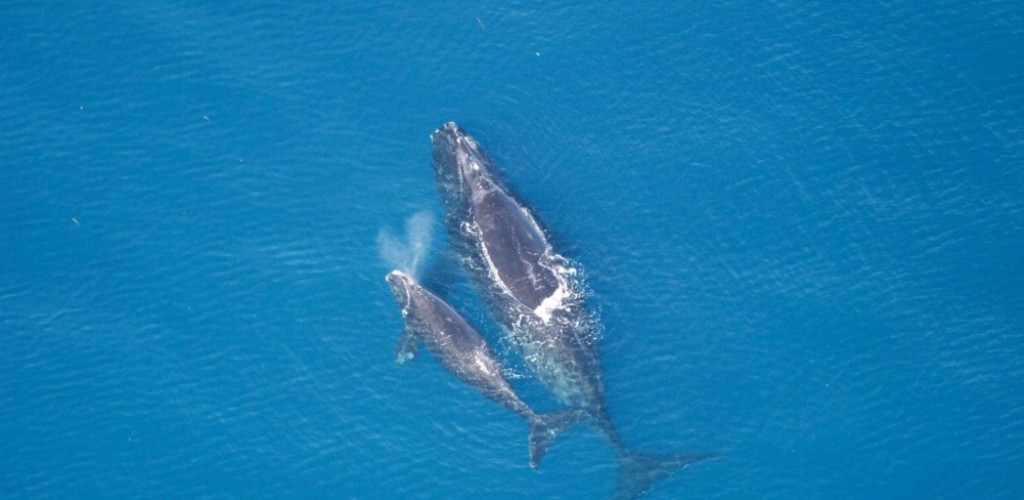 Two whales in the ocean