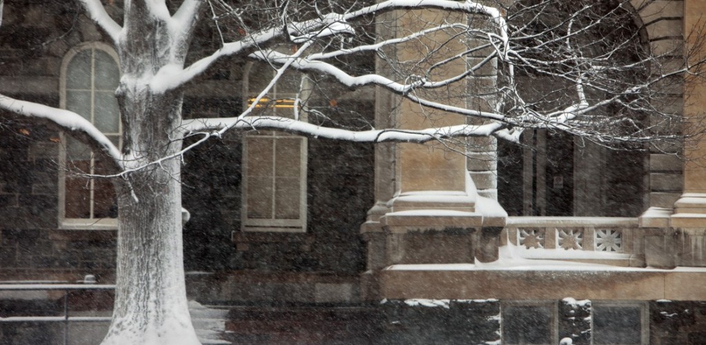 Snow covered tree on campus