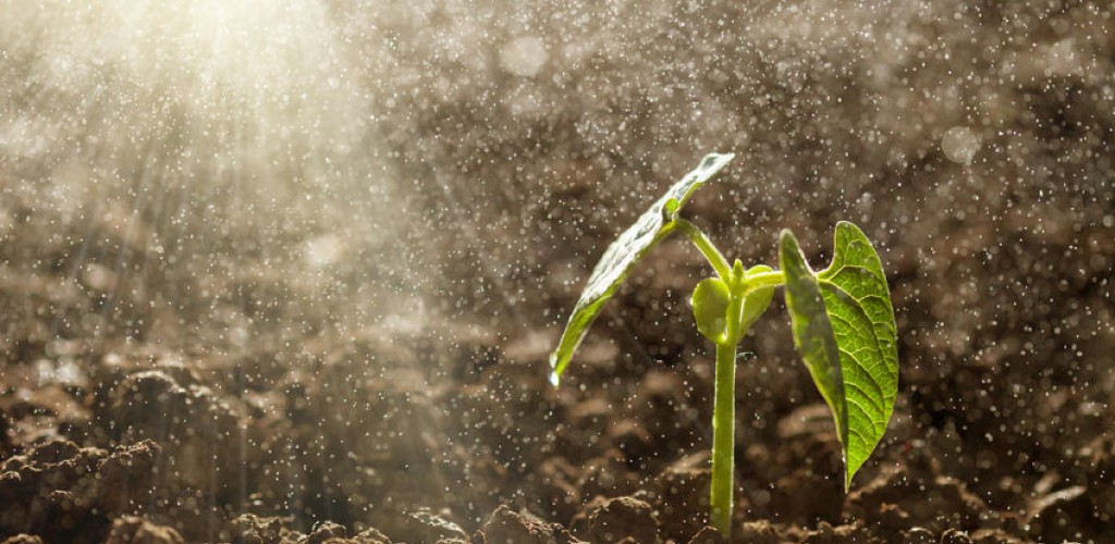 Plant growing in soil