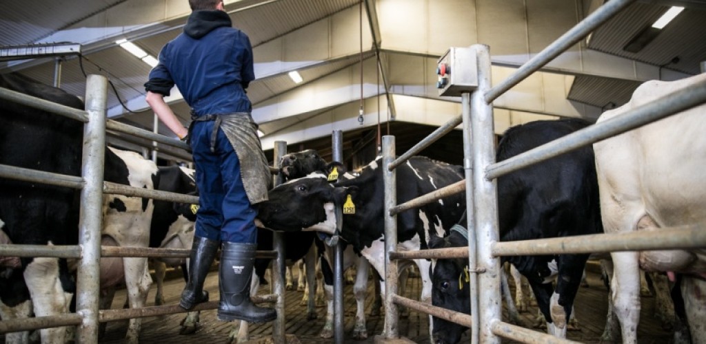 Student looks over a dairy barn
