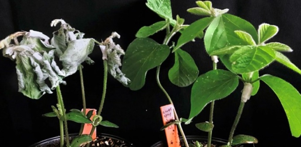 Two potted plants sit side-by-side, the left plant has withered leaves