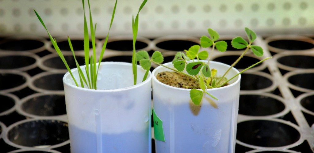 Small green plants in white pots sitting on a black plant tray