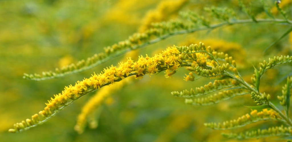 A yellow flower that is spread out along the stem of a plant with green leaves at the bottom