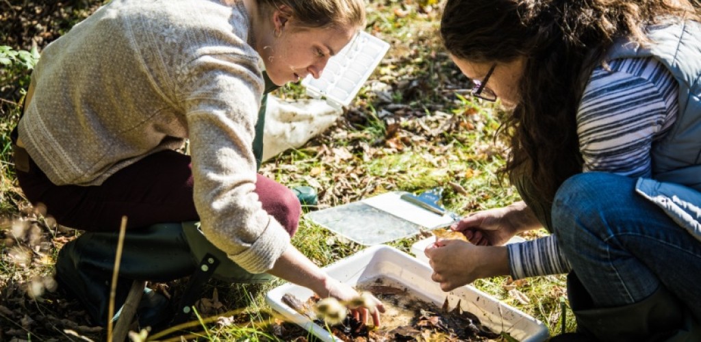 Students work together on research in the field 