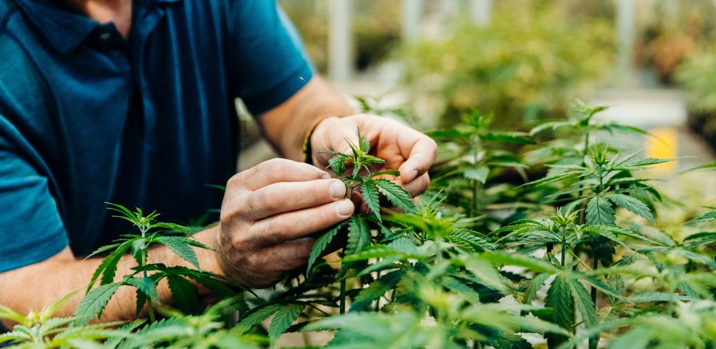 A man bending over green, healthy plants and touching them 