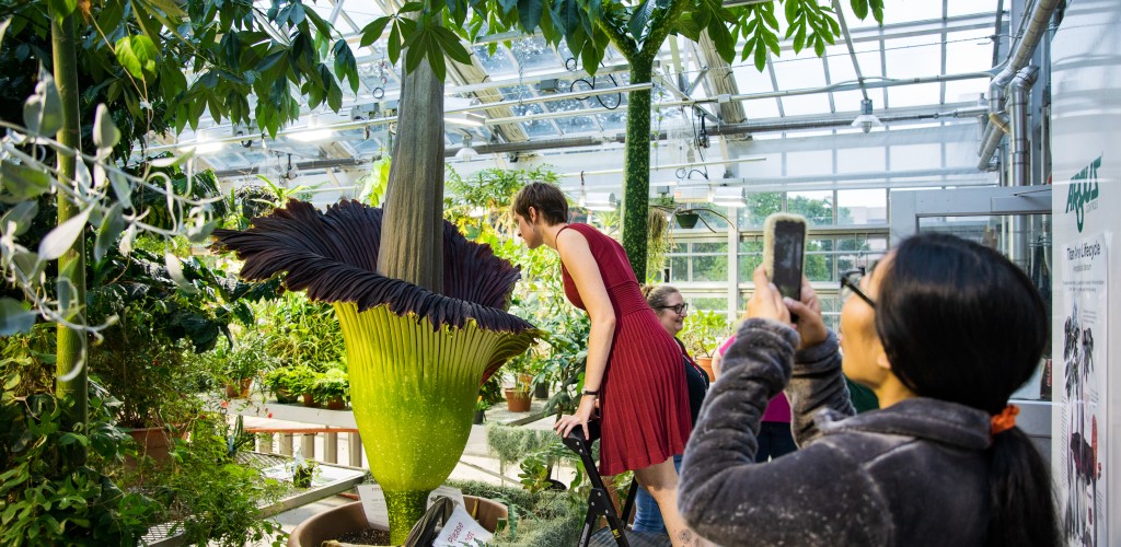 A woman standing on a step stool bending over into a tall, green flower to smell it