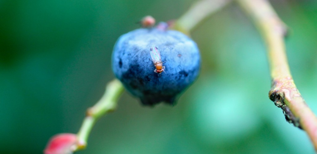 Close-up image of a berry 