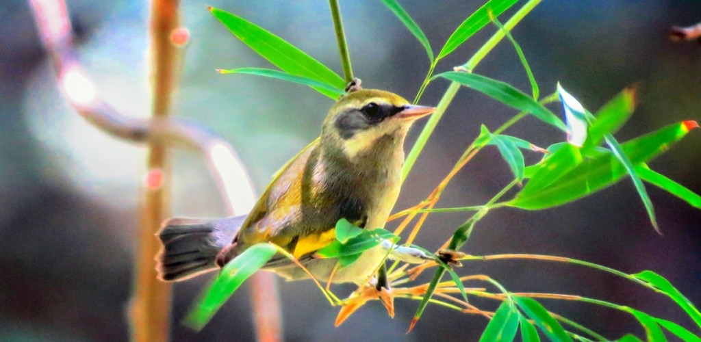 A small, golden-colored bird sitting on a branch among long, skinny, green leaves