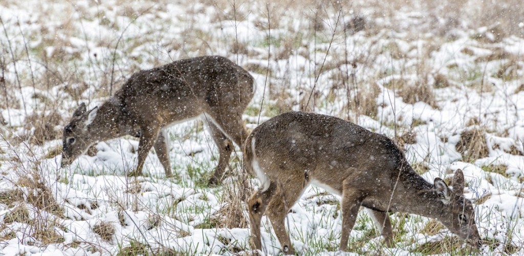 Deer in a snowy field eating vegetation from the ground 